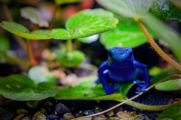 Wall Mural - poison dart frog