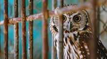 Owl Behind Bars Looking Directly At Camera