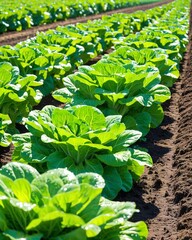 Wall Mural - Famous lettuce growing areas. Cultivated field: fresh green salad bed rows.