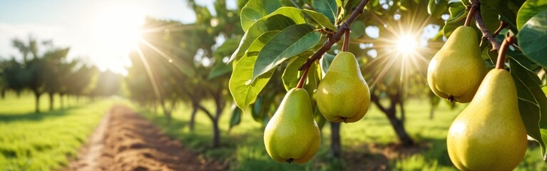 Fruit pear garden, business farming and entrepreneurship, harvest. Pears growing in pear trees in an orchard in bright sunlight in autumn.