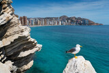 Fototapeta  - Posing model as a seagull - the guard of the Benidorm (city in Spain). In the background, a panorama of the city called Spanish Manhattan