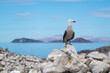 A Heermann's gull (Larus heermanni) standing in Baja California Sur, Mexico.