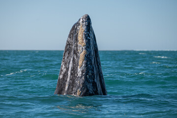 Wall Mural - Gray whale (Eschrichtius robustus) in San Ignacio Lagoon, Baja California Sur, Mexico.