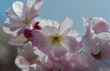 Wiosenne kwiaty krzewu ozdobnego (migdał... !?). W wiosenny poranek w mieście pod błękitnym niebem zakwitły różowe kwiaty krzewu ozdobnego.