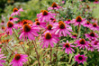 Pink Echinacea 'Purple Coneflowers' in a Summer Garden