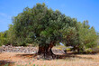 Olivenbaum (Olea europaea) Alter Olivenbaum mit Steinmauer in Griechenland, Europa 