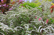 Brautspiere (Spiraea arguta) oder Rispenspiere Zierstrauch mit weißen Blüten 