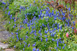 Traubenhyazinthen (Muscari) mit blauen Blüten im Blumenbeet