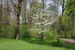 Laubbäume im Frühling, Bayern, Deutschland
