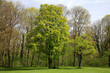 Laubbäume im Frühling, Bayern, Deutschland