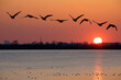 Graugänse fliegen über den See bei Sonnenuntergang