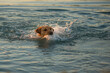 Hungarian Vizsla dog is swimming in blue water