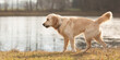 Pretty labrador retriever dog active outside by a lake in the back light  in autumn
