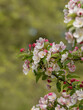 Wunderbare Jahreszeit Frühjahr , April und Mai, Wildapfelblüten Malus