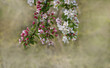 Wunderbare Jahreszeit Frühjahr , April und Mai, Wildapfelblüten Malus