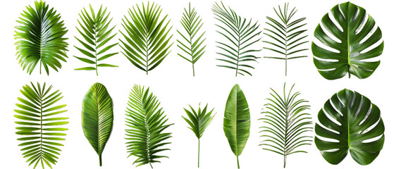 Wall Mural - Set of green leaves PNG transparent background