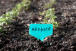 Many arugula seedling with name tag growing in spring garden. Rows of defocused arugula plants before thinning out. Also known as rocket salad, roquette or rugula. Selective focus on tag.