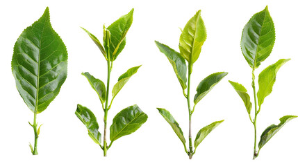 Wall Mural - Fresh Green Tea Leaf on Transparent Background, Organic Herbal Ingredient for Healthy Beverage