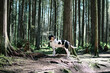 Large dog standing in forest in front of defocused trees. Side profile of Black and white checkered Bluetick Coonhound enjoying the walk in rainforest of North Vancouver, BC, Canada. Selective focus.