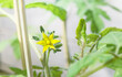 Yellow tomato flower on tomato plant seedling. Close up. Tomato plant started indoor, hardening off or getting used to the outdoors. Tumbling red cherry tomato plant. determinate. Selective focus.