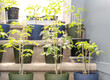 Young cherry tomato plants growing indoors. Many tomato seedlings on staircase. Night temperature still too low to transplant outside. Sweet million tomato and Tumbling red tomato. Selective focus.