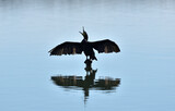 Fototapeta Dmuchawce - Cormorant bird standing on a pole with spreaded wings and calling, surrounded by water