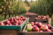 A rustic apple orchard with wooden crates filled to the brim, apples on trees waiting to be picked