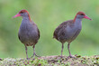 beautiful grey chest birds perching on dirt weed under soft lighting, slaty-breasted rail