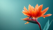 A Close-up Image Of An Exotic Orange Bird Of Paradise Set Against A Teal Background. Mothers Day, Wedding, Glamour. 