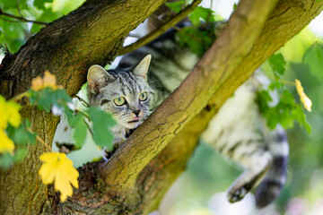 Wall Mural - Young playful British shorthair silver tabby cat climbing a tree in the backyard. Gorgeous blue-gray cat with yellow eyes having fun outdoors in a garden or a back yard.