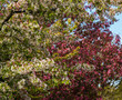 Wunderbare Jahreszeit das Frühjahr im April und Mai, viele Blüten am Wildapfelbaum Malus