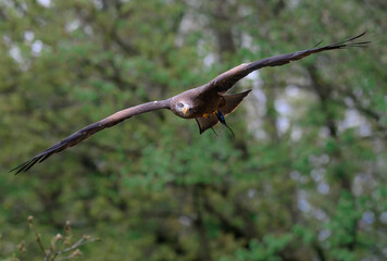 osprey in flight