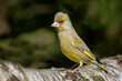 a close up portrait of a greenfinch, Chloris chloris, standing perched on a silver birch branch, Standing upright with the feathers on its head also standing