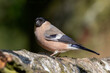 A close up portrait of a female bullfinch, Pyrrhula pyrrhula, as she is perched on the branch of a silver birch