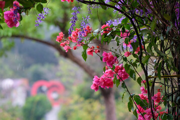 Pink bougainvillea flowers by the trees in Green Fantasy Forest, Miaoli County Taiwan.