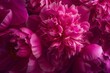 peony passion lush magenta blooms bursting with vibrance floral still life photography