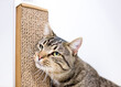 A tabby shorthair cat rubbing its face against a cat scratcher enrichment toy