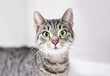 A shorthair tabby cat with dilated pupils and a surprised expression