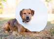 A Retriever mixed breed dog wearing a protective Elizabethan collar after surgery