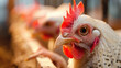 © Luluraschi - close-up of white chicken in breeding farm