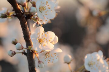 Wall Mural - Spring flowers blooming on a tree at dawn