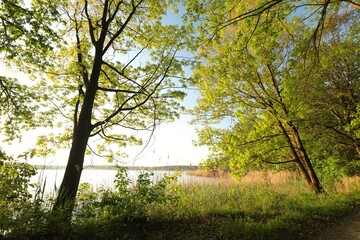 Wall Mural - Spring oaks on the lake shore highlighted by the rising sun