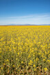 field with yellow flower under a blue sky