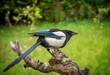 Magpie Perched on a Log