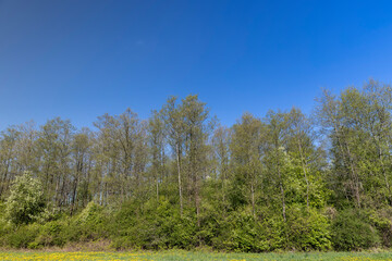 Wall Mural - green grass and yellow dandelions in the field in sunny weather