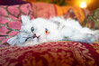 ソファでリラックスしている白い長毛種のかわいいネコ- シルバーコートのペルシャ / チンチラ
