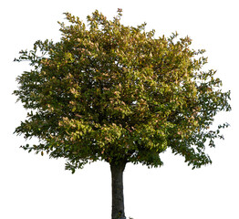 Tree with green and yellow autumn foliage, a spherical crown, illuminated by the sidelight of the autumn sun. Isolated object.