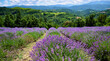 Lavender field in bloom near the village of Sale San Giovanni, Langhe region, Piedmont, Italy