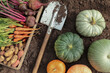 Autumn harvest of fresh dirty carrot, beetroot, pumpkin and potato with shovel on soil in garden. Organic different vegetables background, harvesting