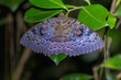 Erebus walkeri, ein madegassischer Nachtfalter mit ausgebreiteten Flügeln